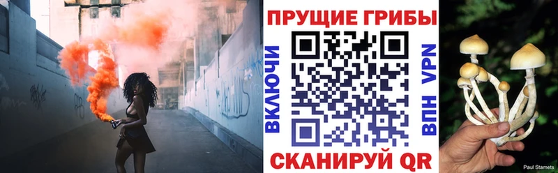 где купить наркоту  Николаевск  Псилоцибиновые грибы мицелий 